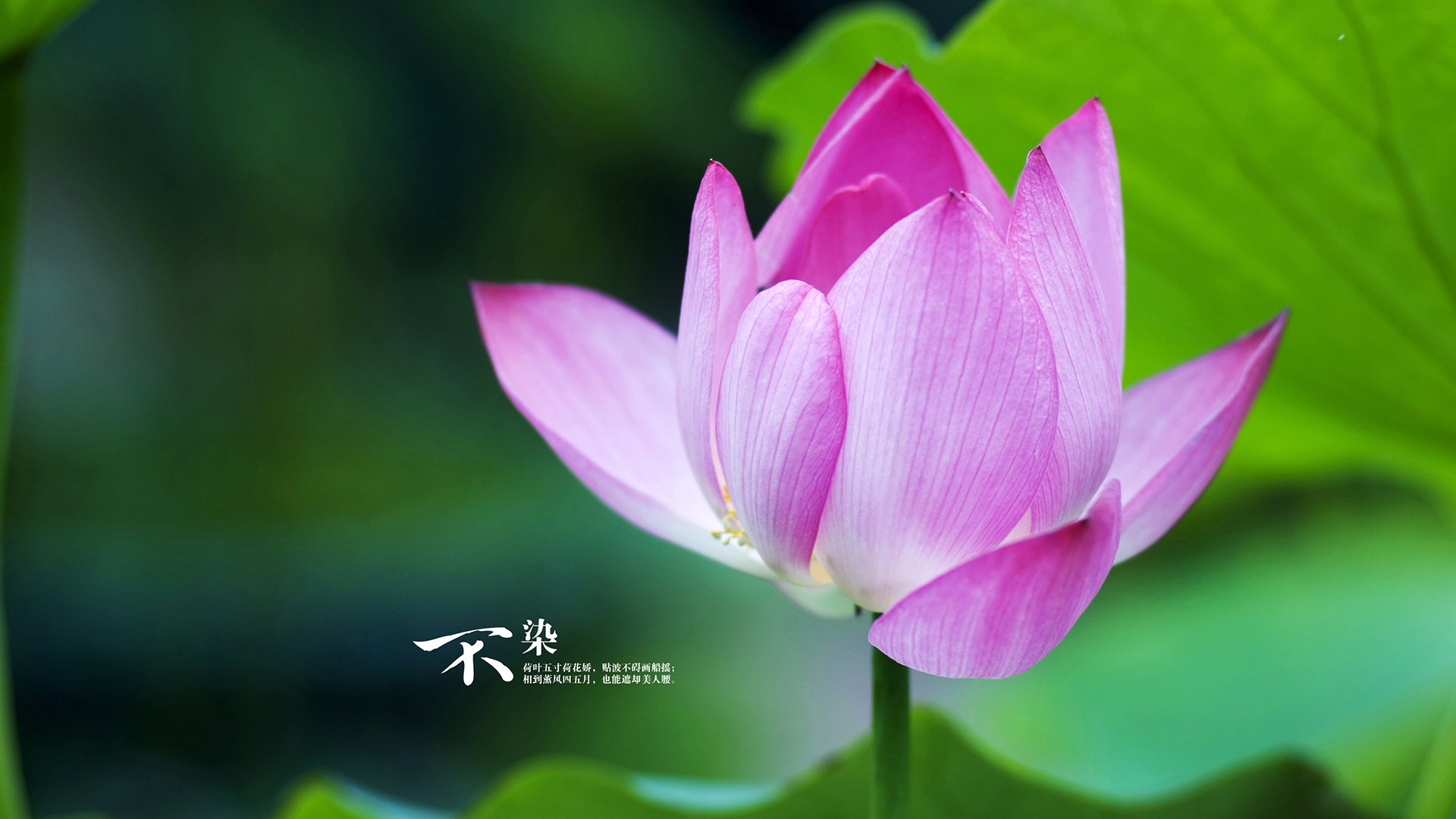 开云·Kaiyun网页版-今年联盟中篮板最多的球员是谁？，联盟篮板榜